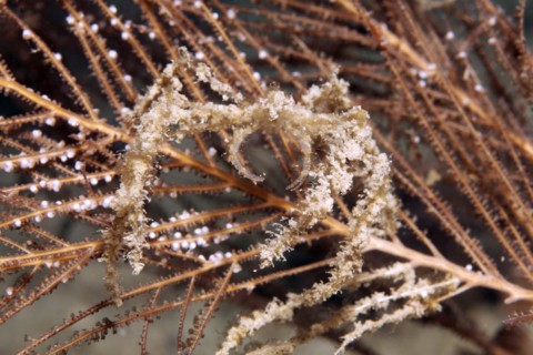 Soft coral sea spider