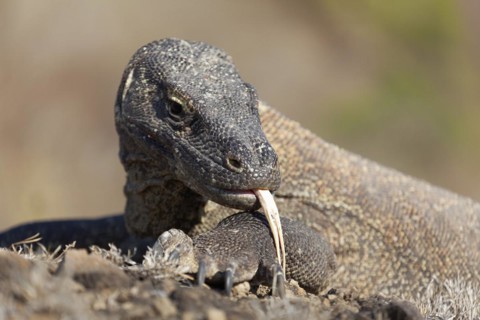 Komodo dragon