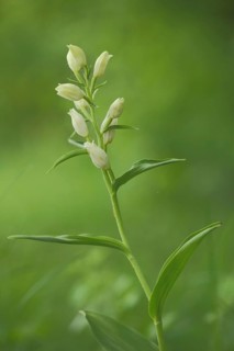 White white helleborine