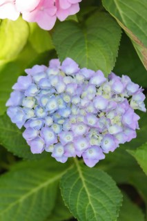 Flowering hortensia