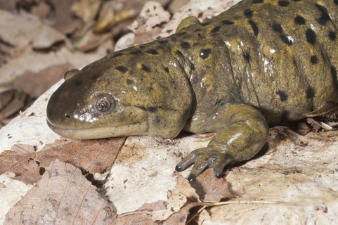 Gray tiger salamander