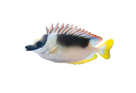 Andaman Foxface