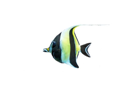 Moorish idol