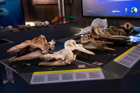 Skulls of various whales