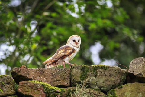 Common barn owl