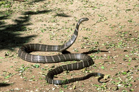 King Cobra