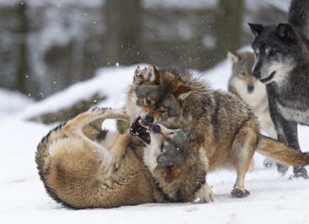 Algonquin wolf