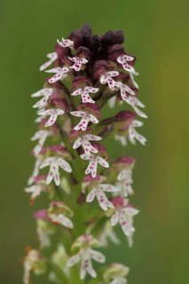 Burning orchid