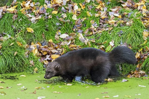 Wolverine