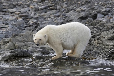 Lone Polar bear