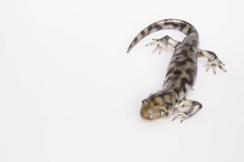 Eastern tiger salamander