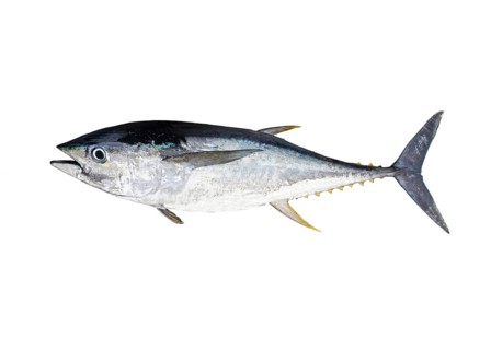 Yellowfin tuna