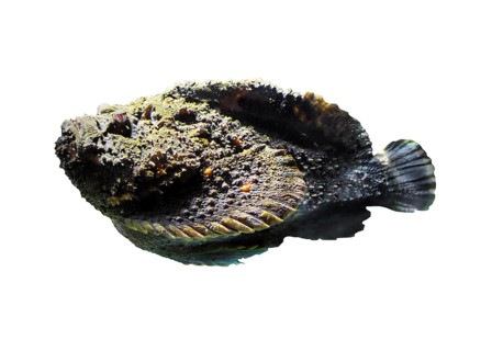 Reef stonefish