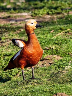 Ruddy Shelduck