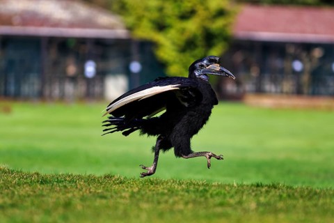 Northern ground hornbill