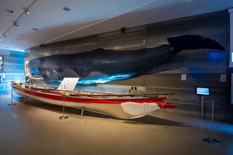 Historical fishing boats compared in size to a juvenile sperm whale