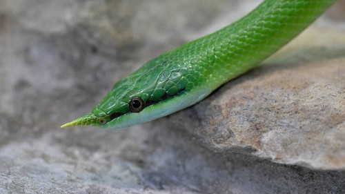 Rhinoceros ratsnake