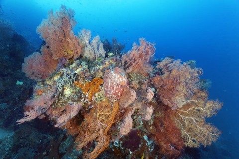 Large coral block