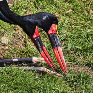 Two Saddle-billed Storks