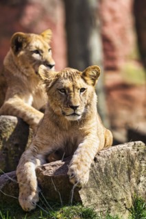 Lion
