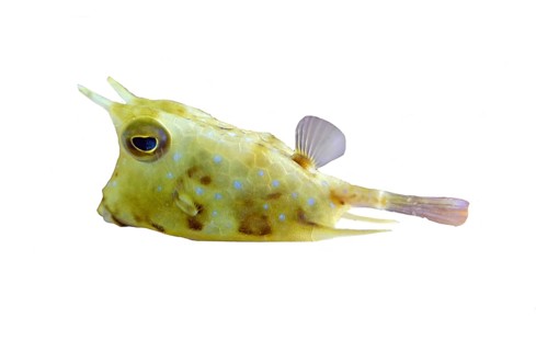 Longhorn cowfish