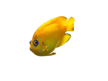 Lemonpeel angelfish