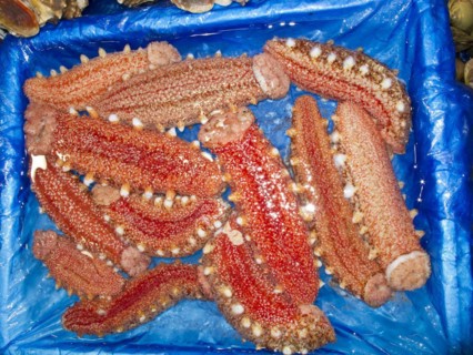 Red sea cucumbers