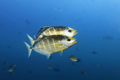 Three orange spotted orange-spotted trevally