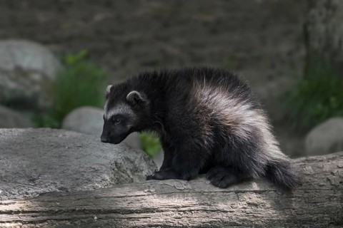 Young wolverine