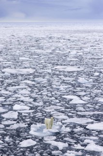 Lone polar bear