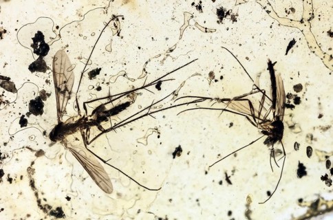 40 Million Year Old Mosquitoes in Amber