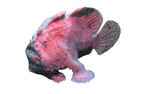 Giant frogfish