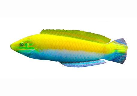 Indian canary wrasse