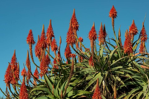 Red aloe vera