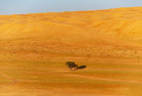 Single tree in the middle of Wahiba Desert