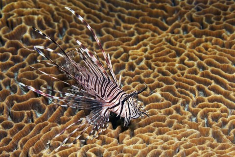 Pacific red lionfish