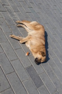 Homeless stray dogis in the street as lonely concept