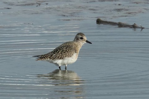 Little Ringed Plover with reflection in water standing looking right