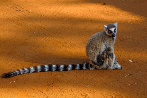 Ring-tailed Lemur
