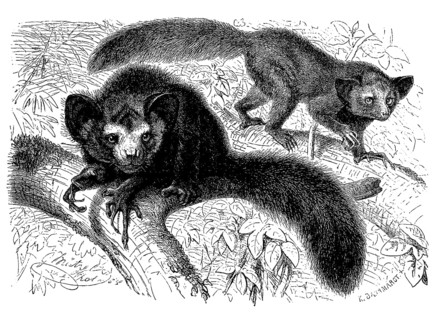Aye-Aye
