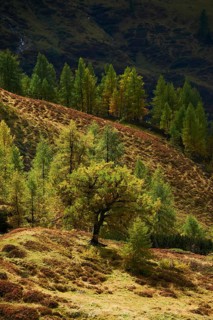 European larch