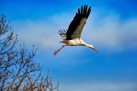 White Stork