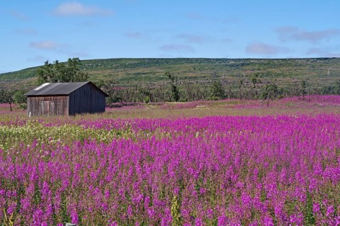 Narrow-leaved willowherbs cover the ground in bloom and in huge quantities