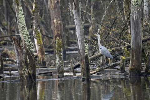 Grey heron