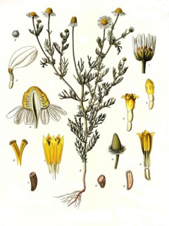 Medicinal plant