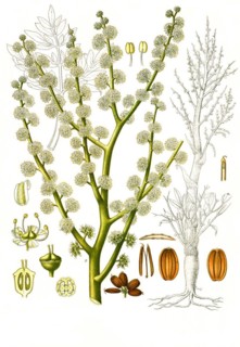 Medicinal plant