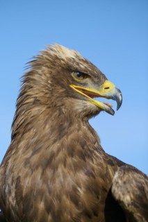 Steppe eagle
