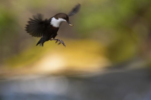 White-breasted dipper