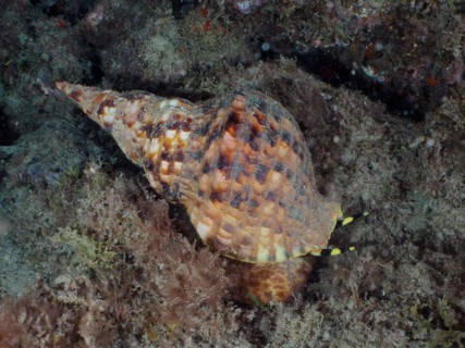 Atlantic triton