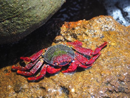 Red rock crab